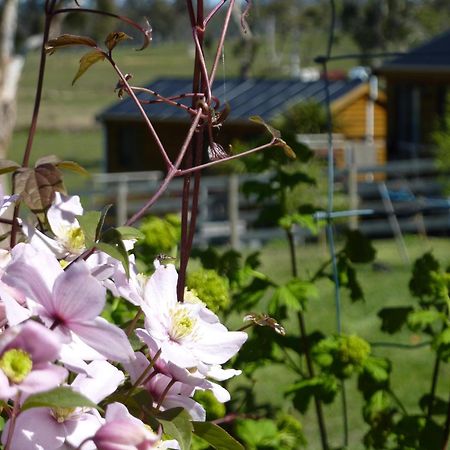 Hazelcreek Cottages Exeter Eksteriør billede