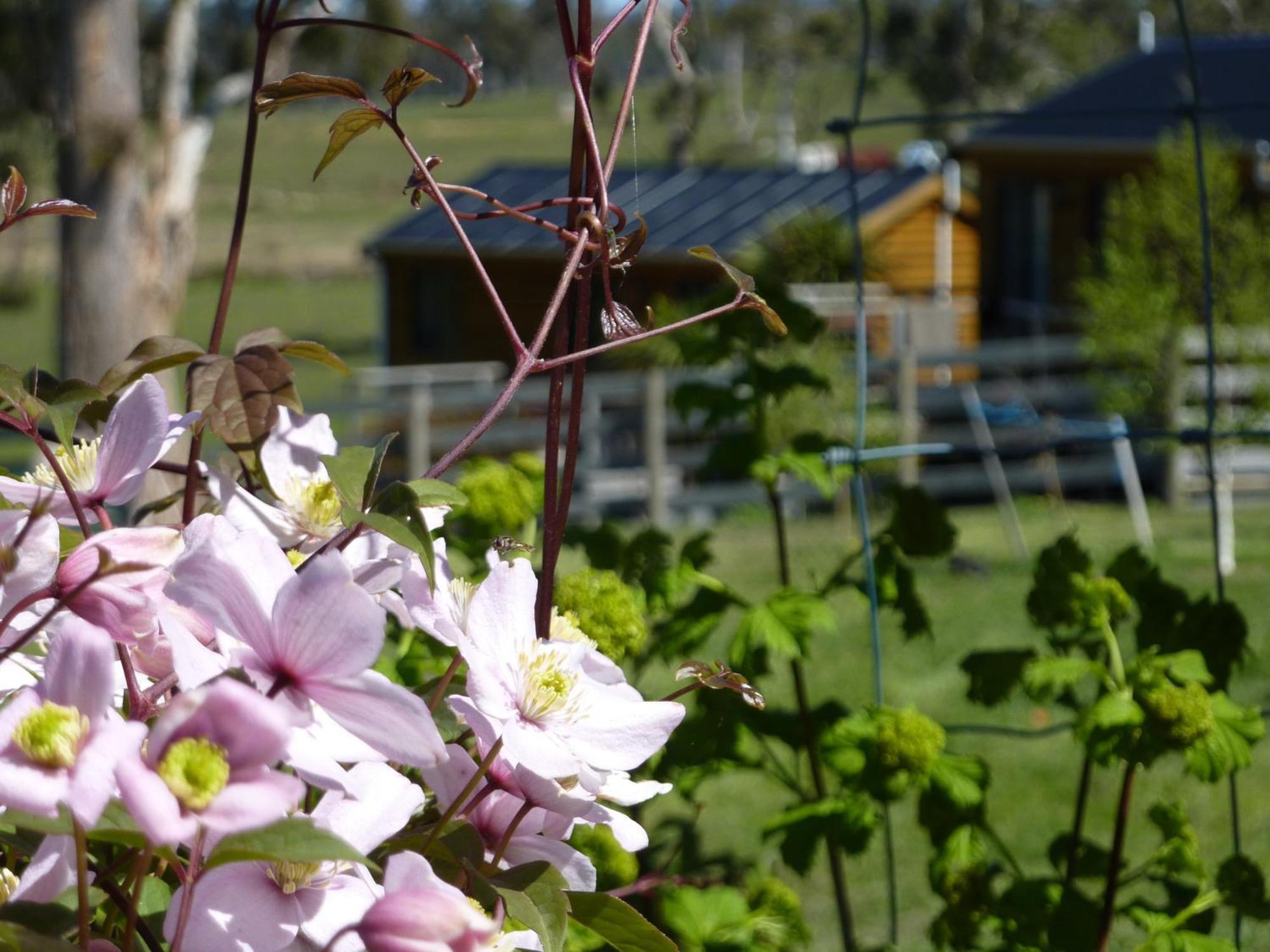 Hazelcreek Cottages Exeter Eksteriør billede